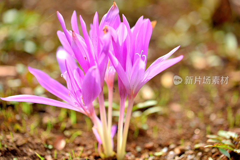 秋水仙/草地藏红花/秋季番红花